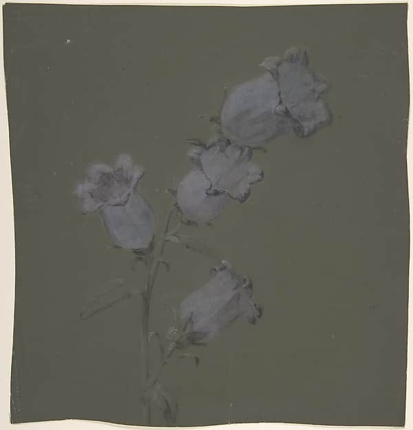 Spray of Canterbury Bells