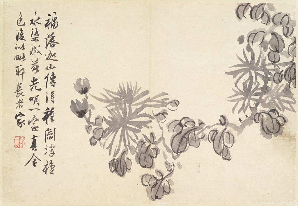 Blossoming Chrysanthemum