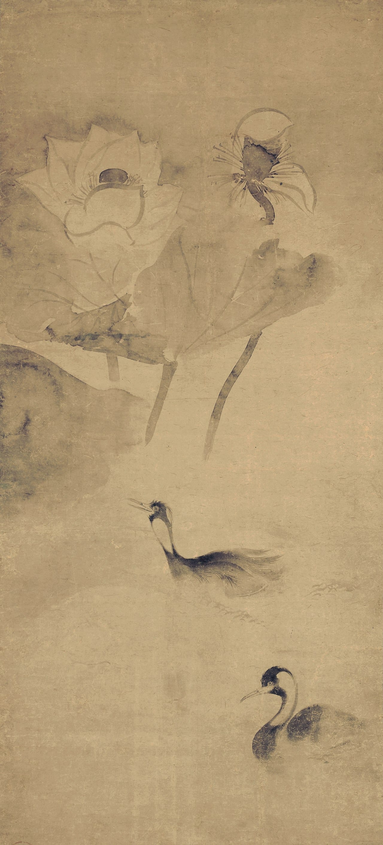 Waterfowls in Lotus Pond