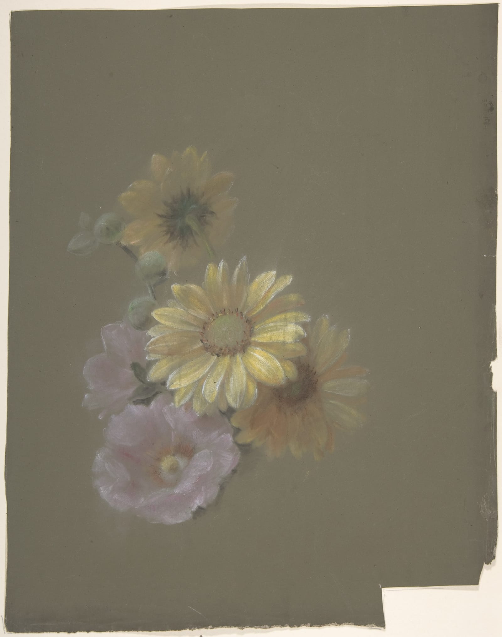 Yellow Daisies and Pink Wild Rose