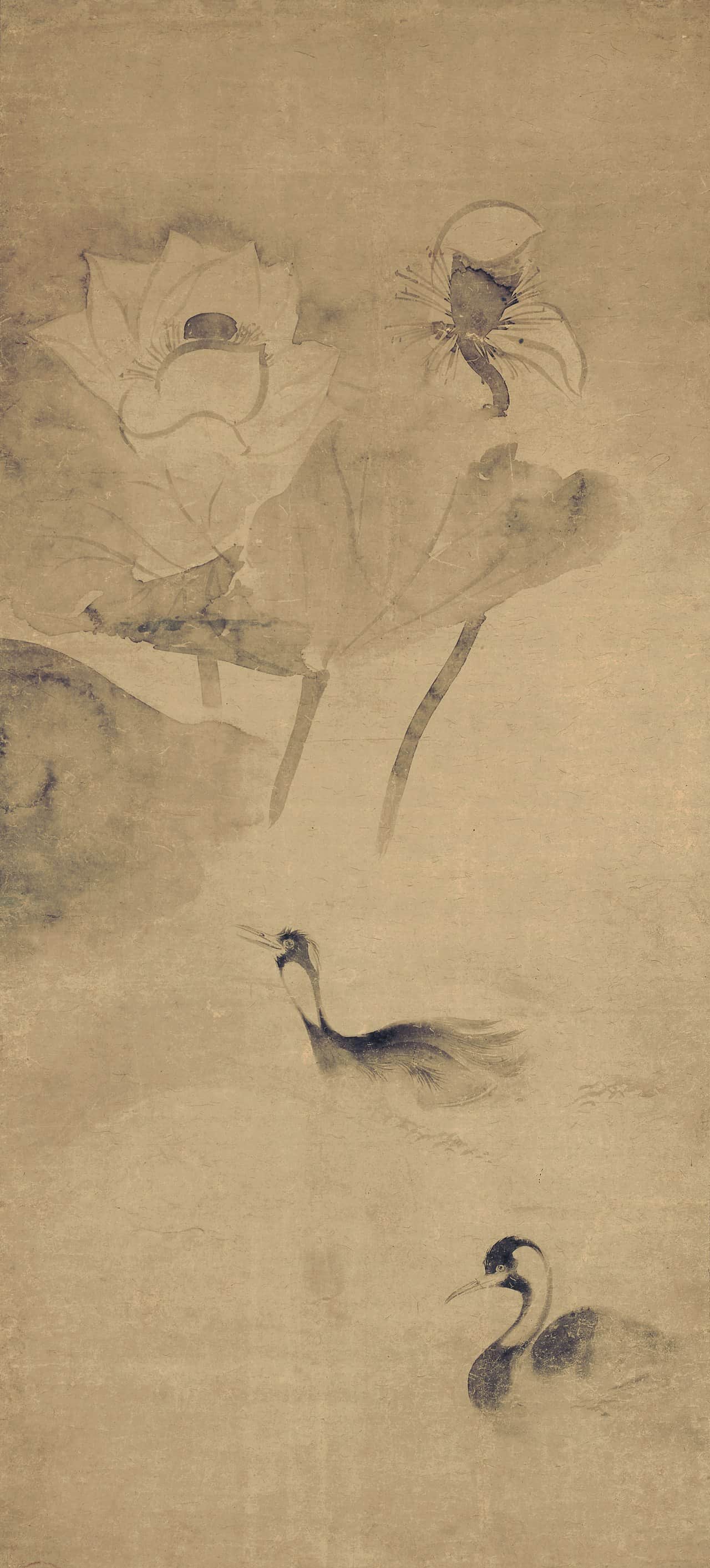 Waterfowls in Lotus Pond