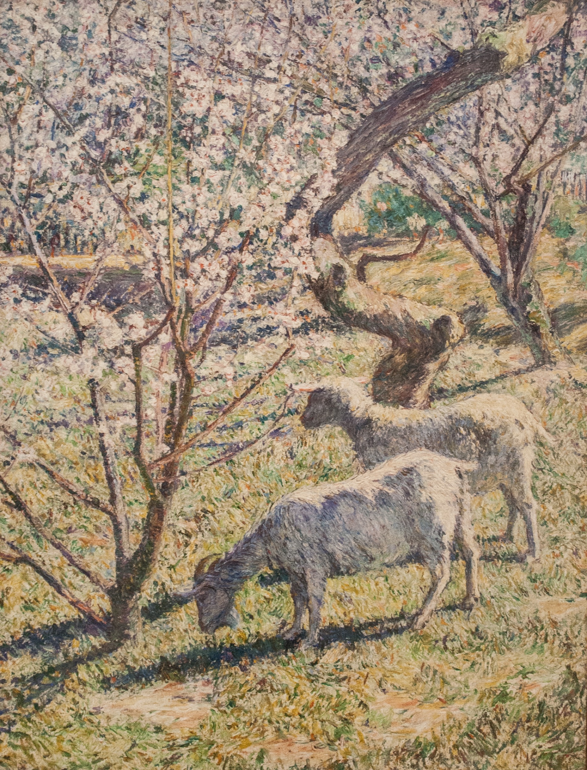 Spring Light